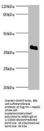 SULT2A1 Antibody