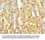 SULT2A1 Antibody