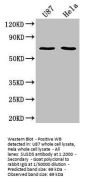 SUSD5 Antibody
