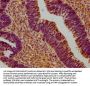 SUSD5 Antibody