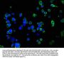 SUSD5 Antibody