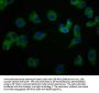 SYK Antibody