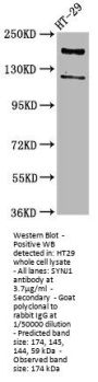 SYNJ1 Antibody