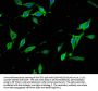 SYNJ1 Antibody