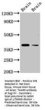 TAAR5 Antibody
