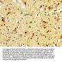 TAAR5 Antibody
