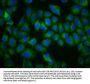 TAAR5 Antibody