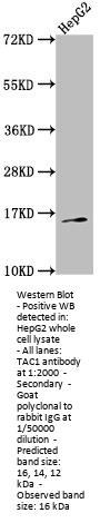 TAC1 Antibody