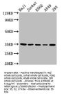 TAL1 Antibody