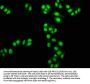 TAL1 Antibody