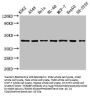 TARDBP Antibody