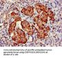 TARDBP Antibody