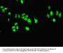 TARDBP Antibody