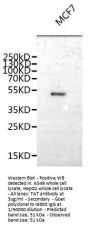 TAT Antibody