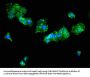 TAT Antibody