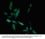 TBC1D4 Antibody
