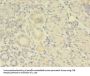 TBCA Antibody