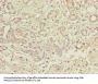 TBCC Antibody