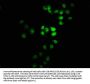 TBKBP1 Antibody