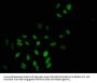 TBL1X Antibody