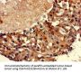 TBP Antibody