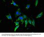 TBP Antibody