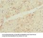 TCAP Antibody