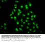 TCEA3 Antibody