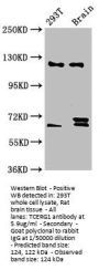 TCERG1 Antibody