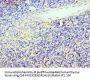 TCF12 Antibody