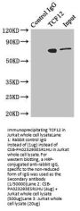 TCF12 Antibody