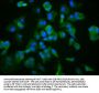 TCP1 Antibody