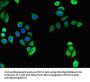 TECPR2 Antibody