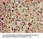 TERF1 Antibody