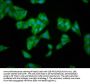 TFB1M Antibody