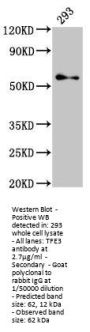 TFE3 Antibody