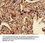 TFEB Antibody