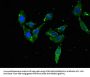 TFEB Antibody