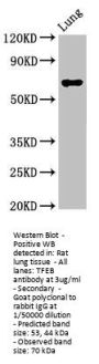 TFEB Antibody