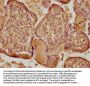 TFPI2 Antibody