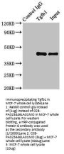 Tgfb1 Antibody