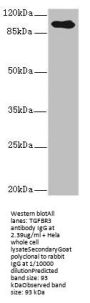 TGFBR3 Antibody