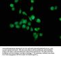 TGM4 Antibody