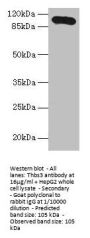 Thbs3 Antibody