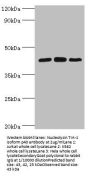 TIA1 Antibody