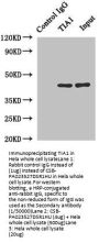 TIA1 Antibody