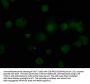 TIAL1 Antibody