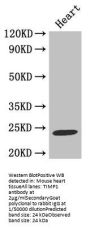 TIMP1 Antibody