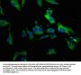 TJP1 Antibody