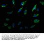 TJP1 Antibody